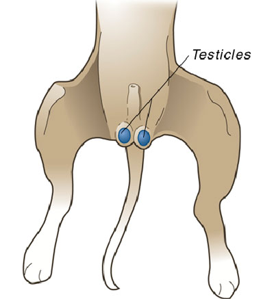 Downtown Animal Hospital Animal Neutering