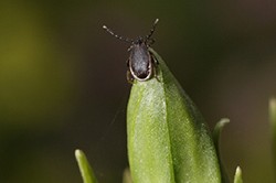 Tick Prevention