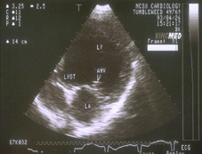 Downtown Animal Hospital Ultrasound