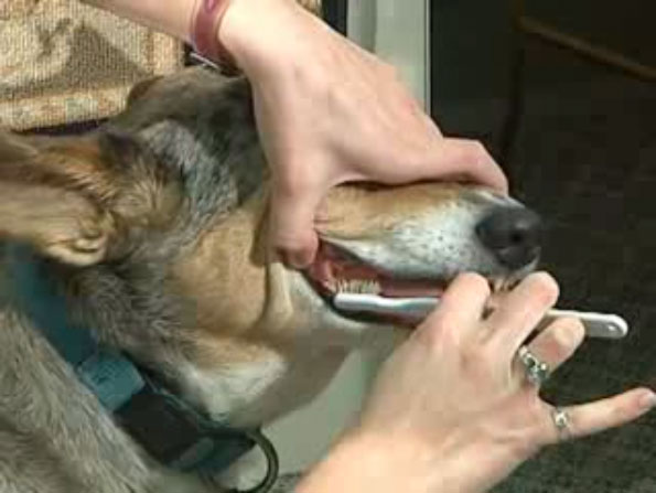 Dog Teeth Brushing